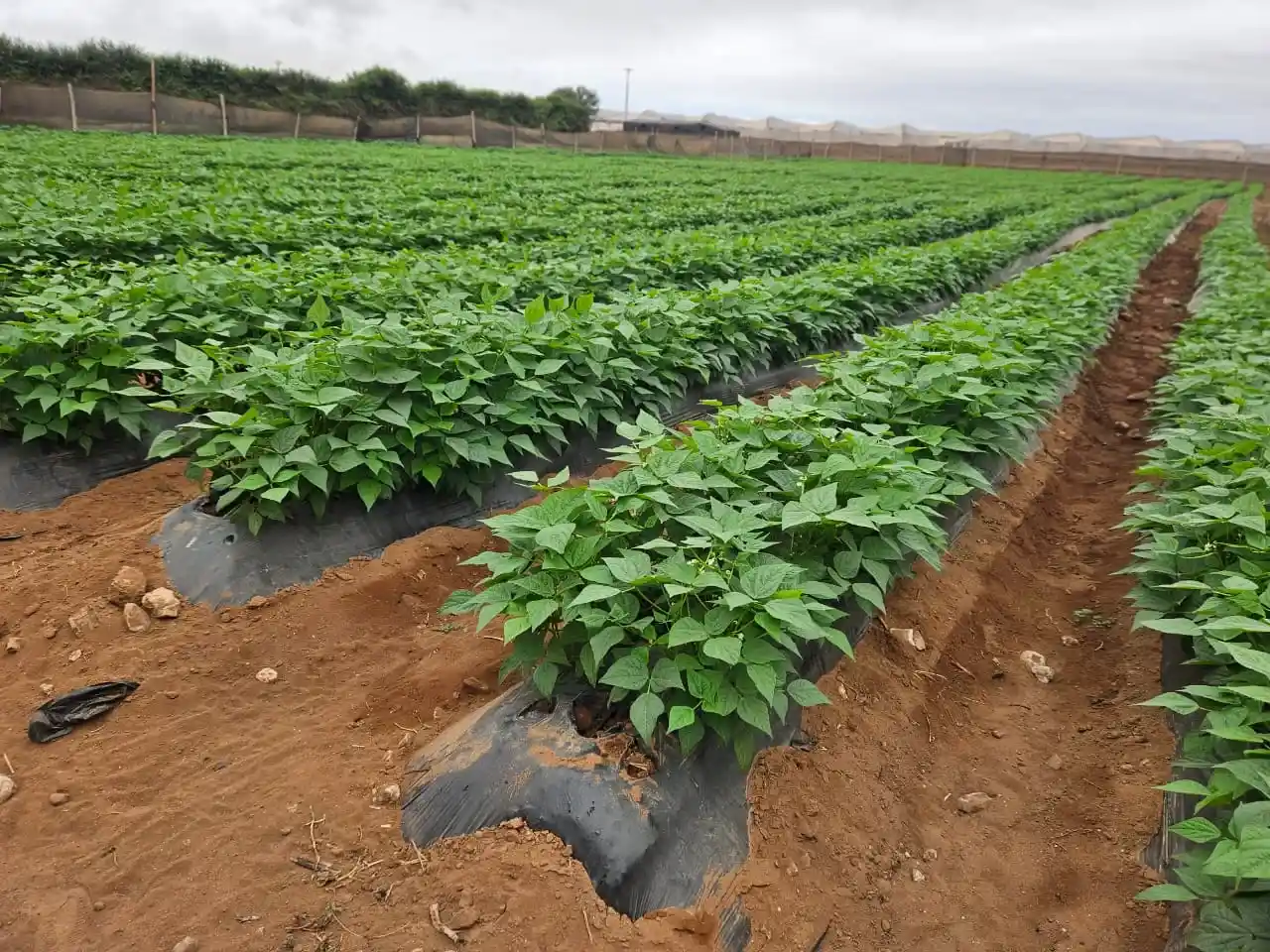 Cultivo en campo